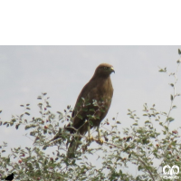 گونه سارگپه جنگلی European Honey Buzzard